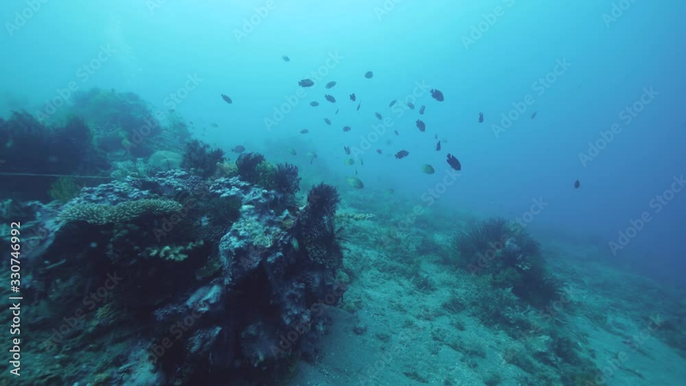 Underwater scene in the deep sea with different type of fishes,corals and plants Underwater scene in the deep sea with different type of fishes,corals and plants