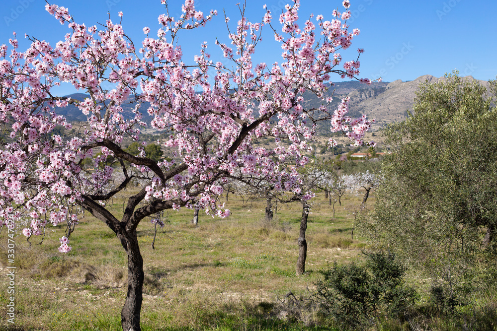Flowering almond trees in the mountains in the sunshine in Spain.