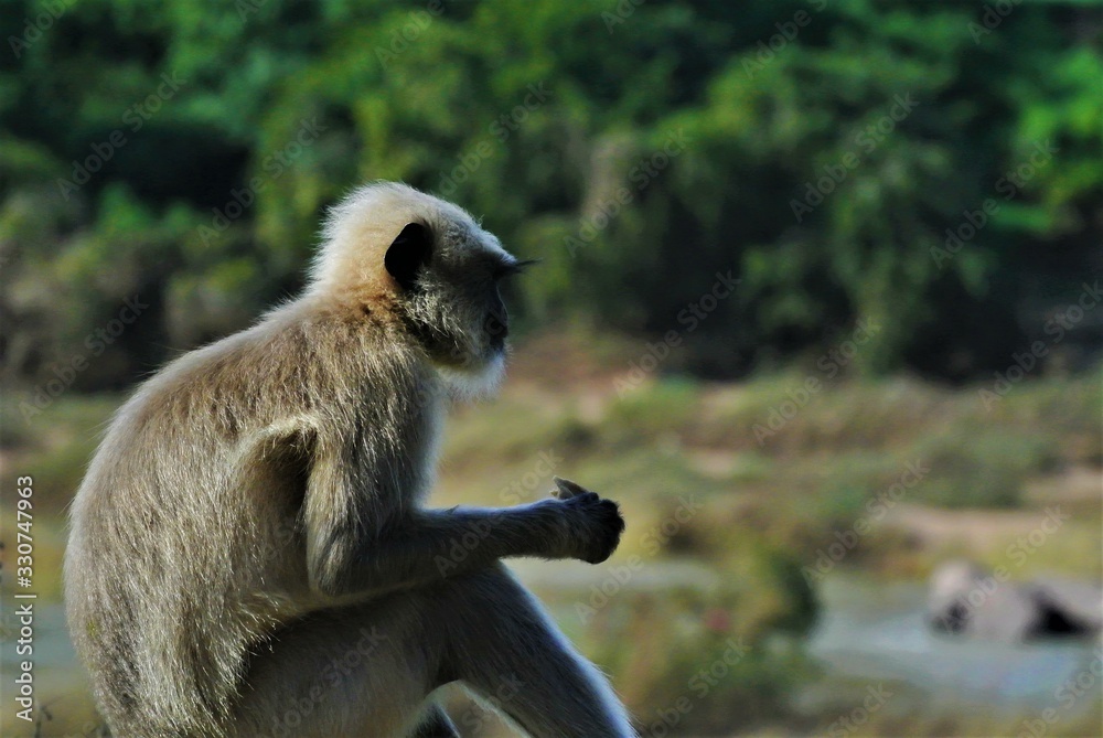 Obraz premium Monkey in India