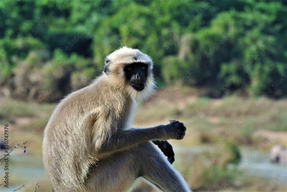 Monkey in India