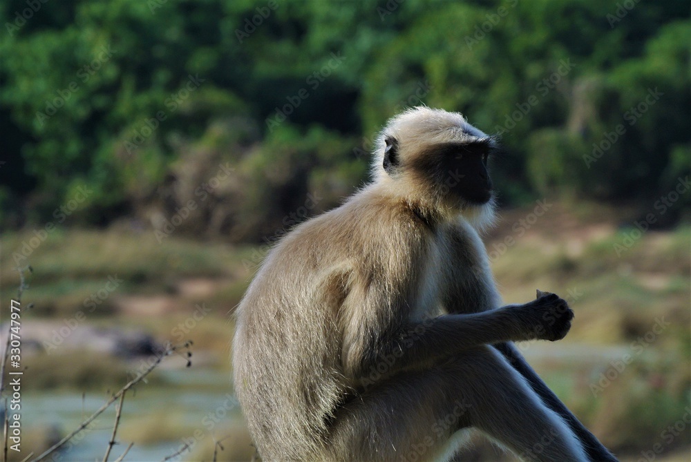 Obraz premium Monkey in India