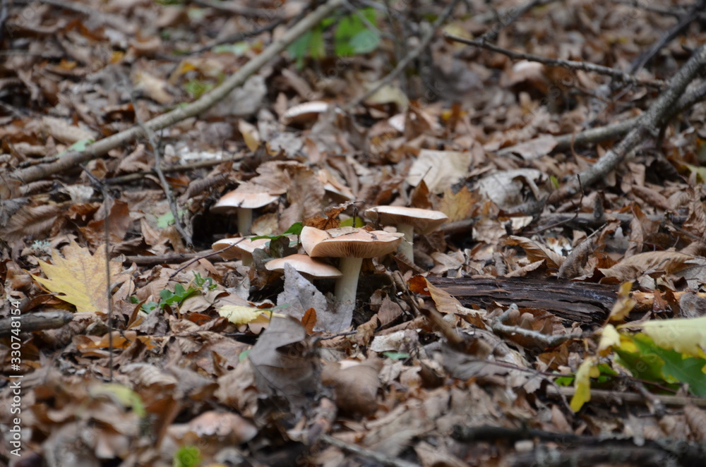 Fototapeta premium mushrooms in the forest