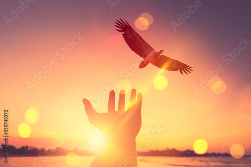 Fototapeta Naklejka Na Ścianę i Meble -  Man open hand up with eagle bird flying on tropical sunset background.
