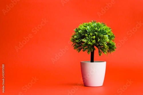 Plant and white pot on red background