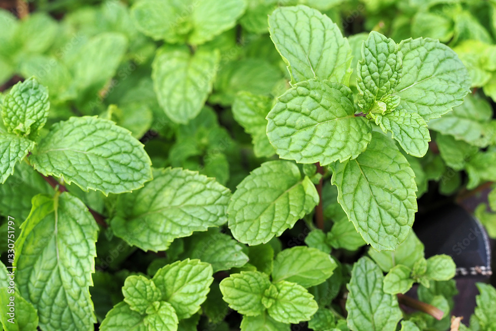 Fresh green mint plant in growth at garden. Fresh green mint plant in growth at garden.
