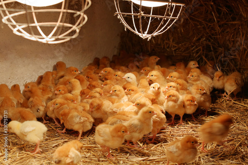 Billede på lærred Newly hatched little chicks on a chicken farm heated by lamps