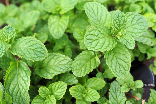 Fresh green mint plant in growth at garden.
