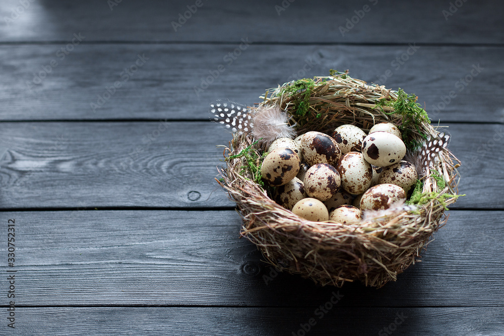 Quail Easter eggs with green moss and feathers in a nest on a black wooden table with copy space Quail Easter eggs with green moss and feathers in a nest on a black wooden table with copy space