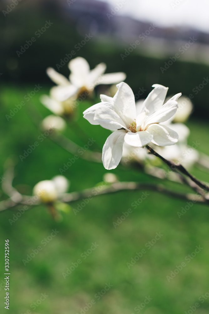 Beautiful white magnolia flowers on a green background. Beautiful white magnolia flowers on a green background.