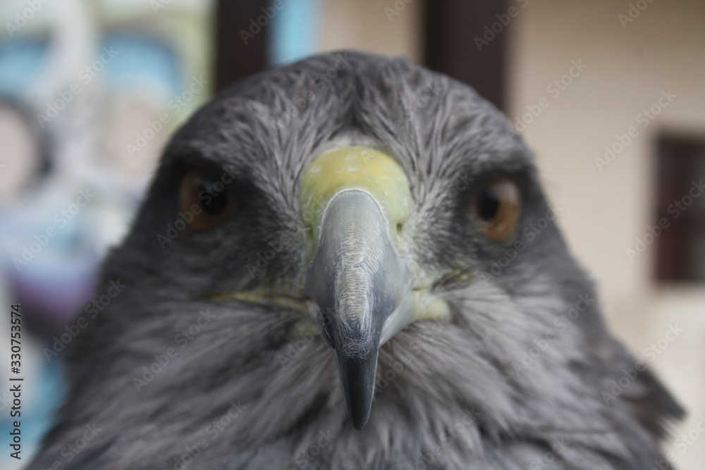 Naklejka premium Aves