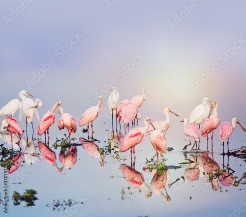 Roseate Spoonbills and Great Egrets in the pond photo