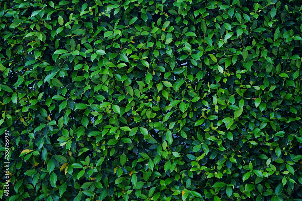 Natural green leaf wall, Texture background Natural green leaf wall, Texture background