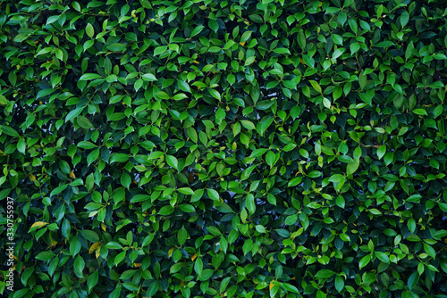 Wallpaper Mural Natural green leaf wall, Texture background Torontodigital.ca