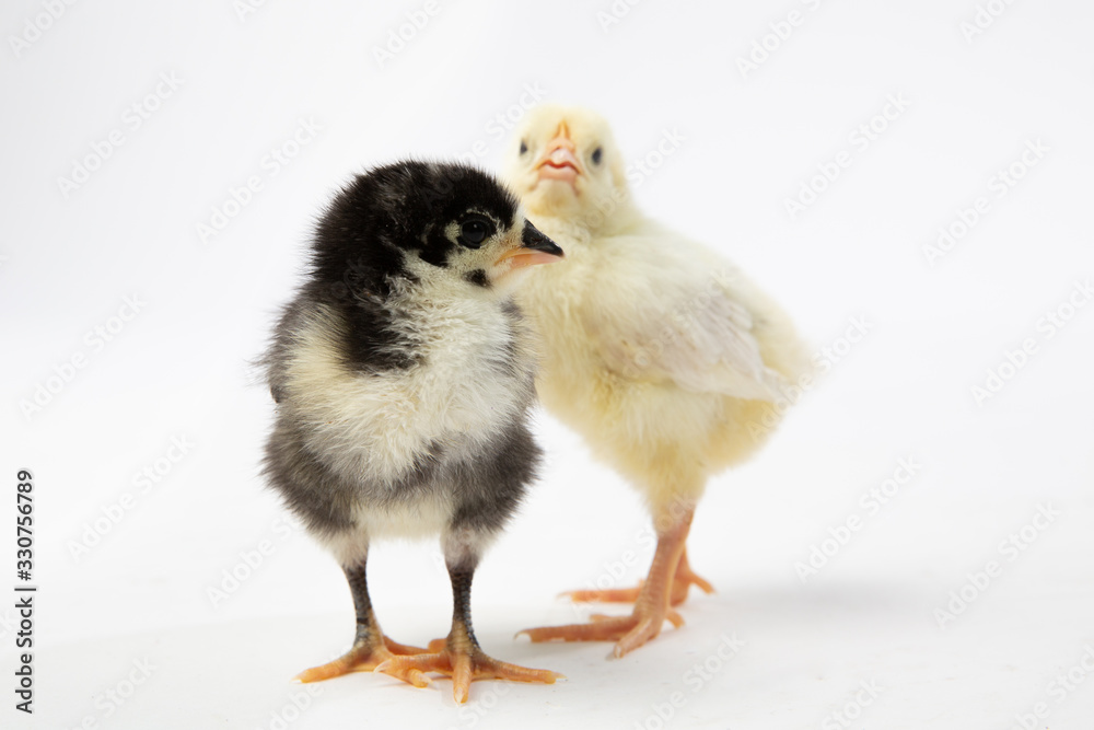 Baby Chicks on White Background