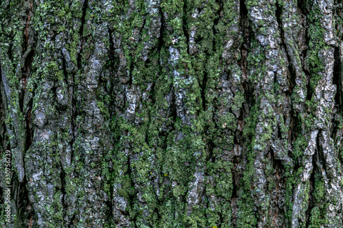 Beautiful pattern of tree bark. backgrounds and textures.Close-up