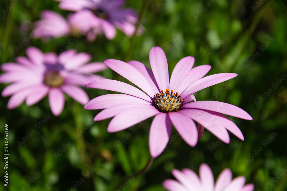 Pink daisy Pink daisy