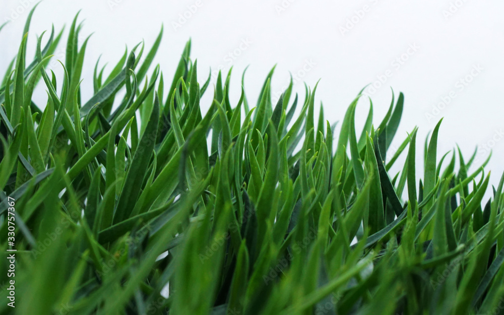 Fototapeta premium Close-up view of green grass isolated against white background