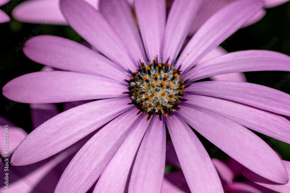 Purple daisy