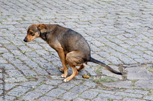 Foto stray dog pooping on the street