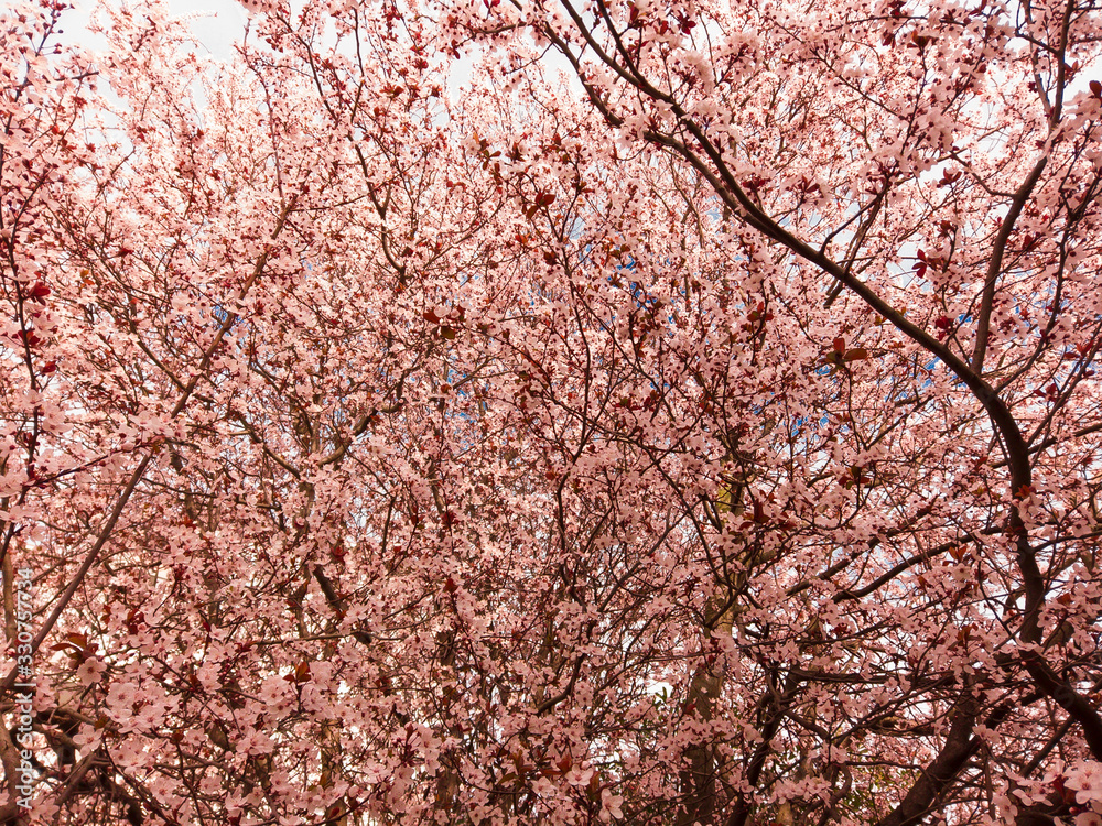 Bright pale pink spring flowers. branch of blossoming apple tree or cherry with white and light flowers against blue sky. Summer natural backdrop. Botanical bloom concept. Copy Space. Selective focus. Bright pale pink spring flowers. branch of blossoming apple tree or cherry with white and light flowers against blue sky. Summer natural backdrop. Botanical bloom concept. Copy Space. Selective focus.