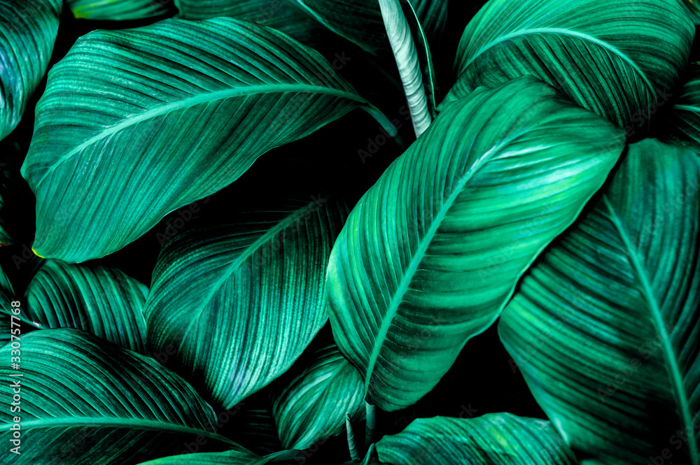 abstract green leaf texture, nature for background, tropical leaf abstract green leaf texture, nature for background, tropical leaf