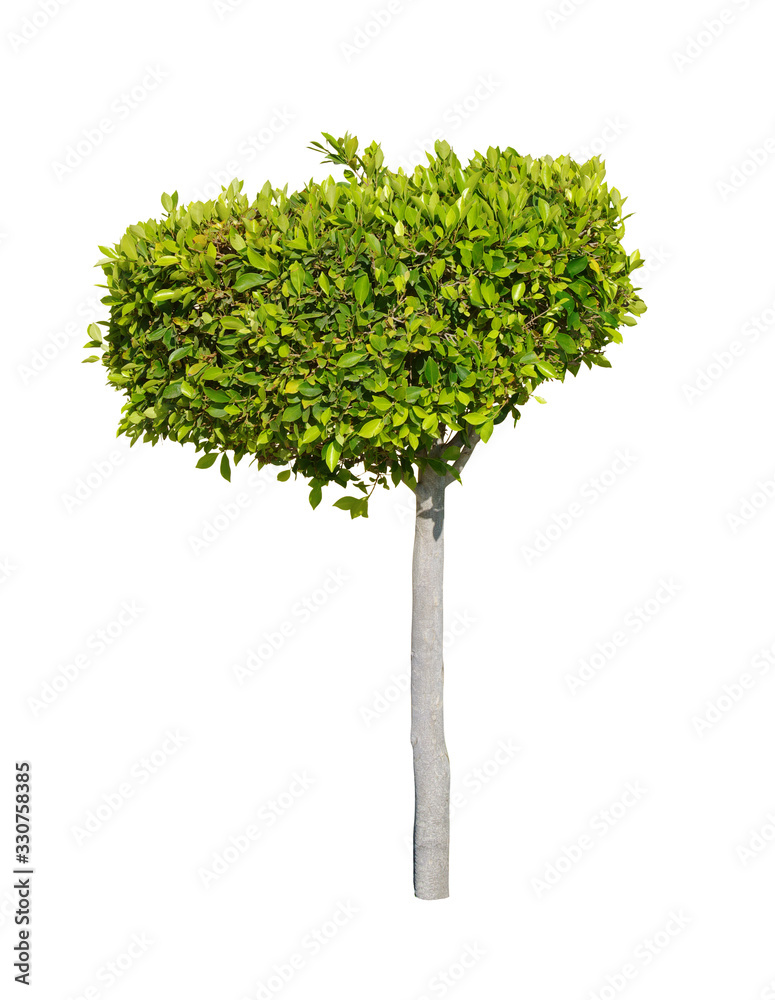 Fototapeta premium Tree isolated on white