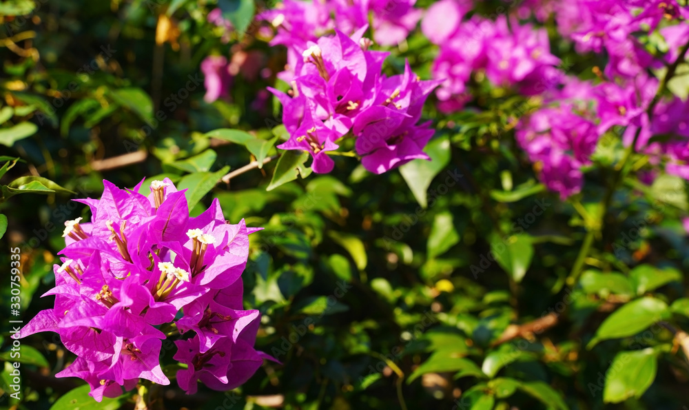 Tropical leave pink flowers, green background.