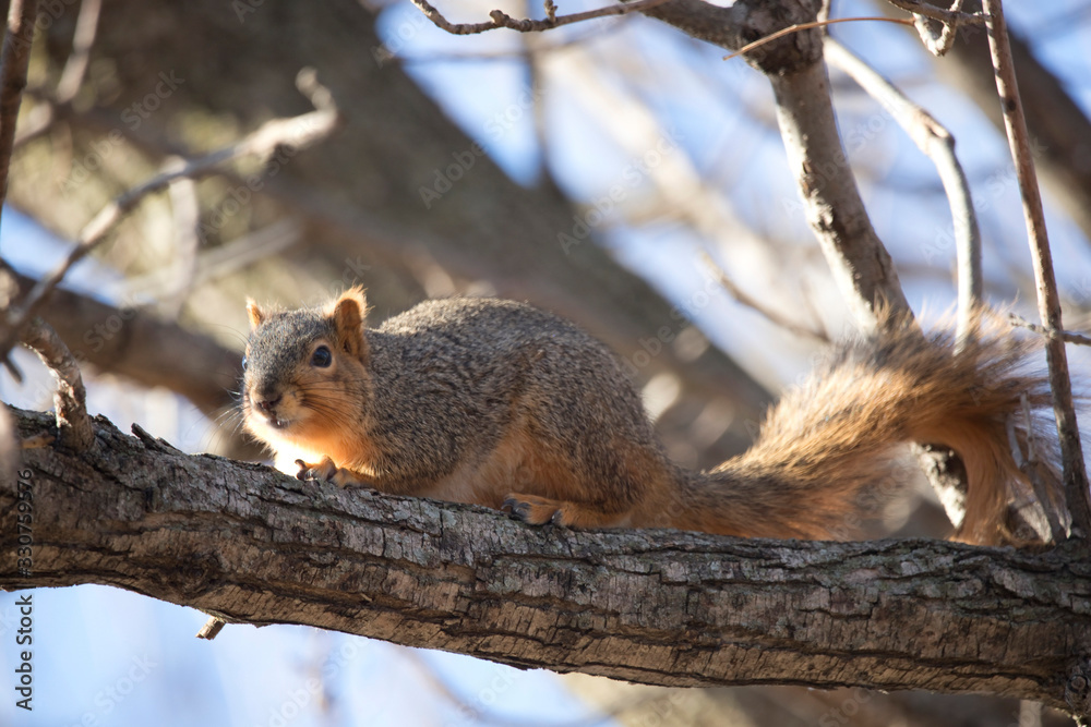 Squirrel in a Tree Hiding Camouflaged Squirrel in a Tree Hiding Camouflaged