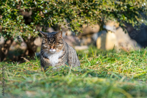 the Homeless chinese cat is sitting on green grass , outdoor, beijing city, china