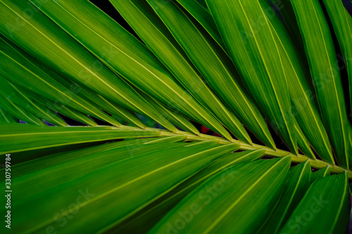 Tropical leave of palm tree. Dark green background.