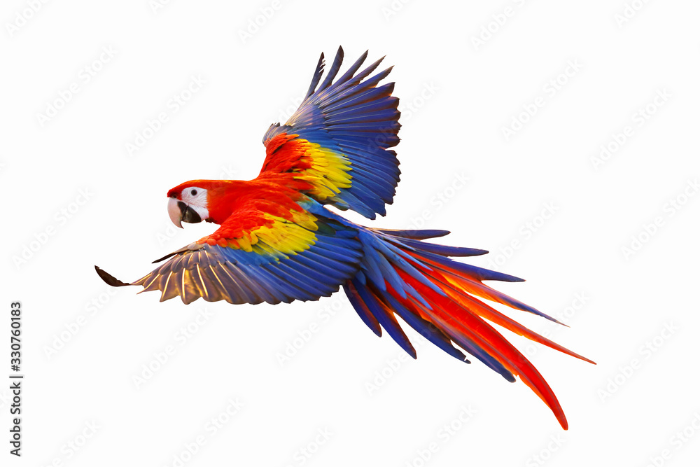 Naklejka Colorful macaw parrot isolated on white.