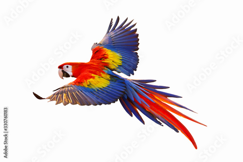 Colorful macaw parrot isolated on white.