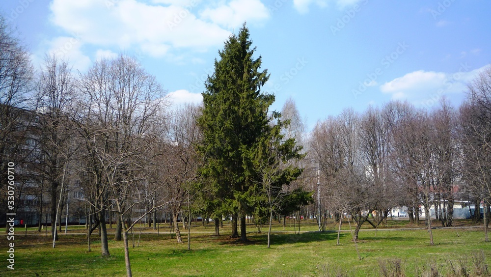 trees in the park