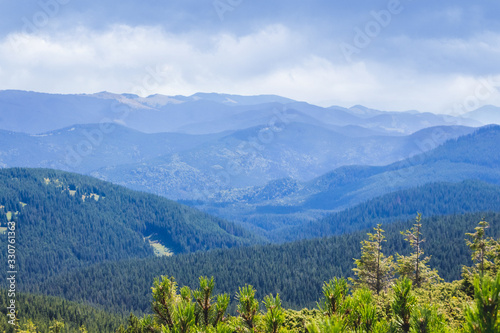 Green spruce on a background of blue mountains and cloudy sky_