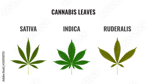 3 types leaves of cannabis SATIVA, INDICA, RUDERALIS on the background. Ready to apply to your design. Vector illustration.