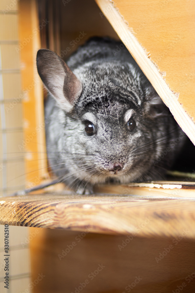 Obraz premium cute gray chinchilla sits on the windowsill of his cage with a branch in his paws, elite pets,rodent feeding