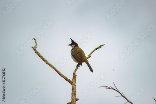 bulbul perched on a tree branch with clear sky as background