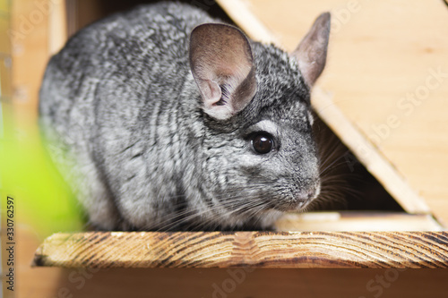 cute gray chinchilla sitting on a wooden balcony behind green leaves, lovely pets, fluffy thoroughbred mouse, pets' corner