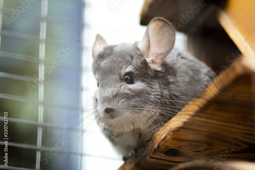 portrait of a curious muzzle of a chinchilla living in a cage pets looking curious sitting on the balcony, furry rodents, bottom view