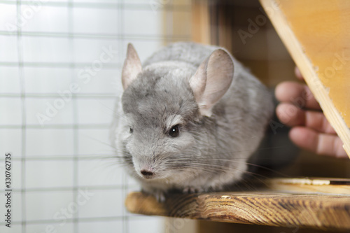 man tames a chinchilla with hand, tconcept of pets care and man, big fluffy rodent in a cage