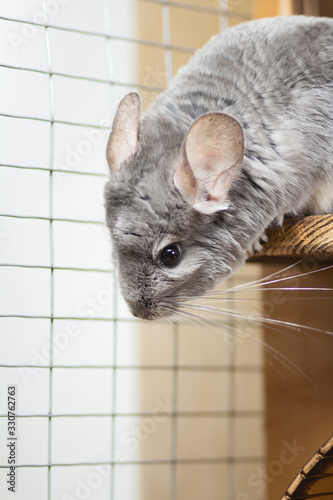 chinchilla activity in a cage,pet lifestyle, purebred rodents with velvet fur