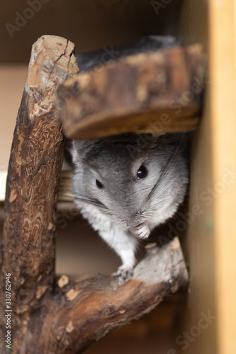active curiosity chinchilla climbs on branches in a cage and washing face,pet life concept, purebred fluffy rodents