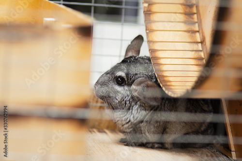 beautiful chinchilla hiding under big woodwn wheel in cage , pet life, fluffy thoroughbred rodent