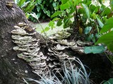 Champignon tramete versicolore sur un tronc d'arbre en Guadeloupe
