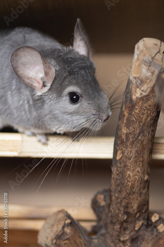 beautiful chinchilla sitting on a wooden shelf in a cage, pet lifestyle, purebred rodents with velvet fur