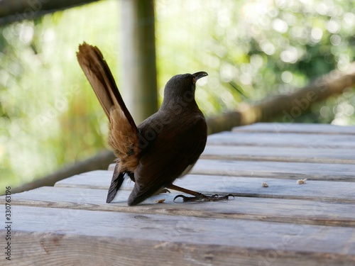 Portrait d'un oiseau trembleur brun des Antilles photo