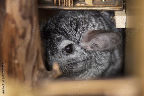 cute chinchilla looks frightened from a mink in which hid, concept behavior pets, fluffy rodent in a cage