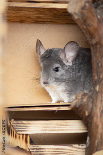 portrait of cute chinchilla living in wooden handmade cage, concept of pets care, furry rodents