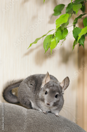 Fotografie cute chinchilla climbing on sofa in room, pet walking in interior of house, life
