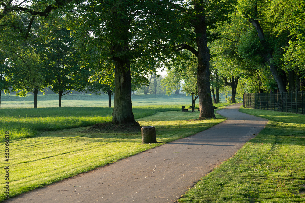 Grass and trees in the summer park in the early morning
